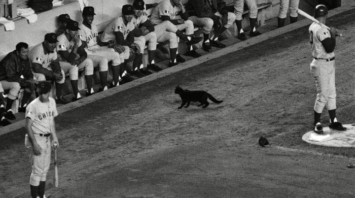 cubs-black-cat-lead.jpg